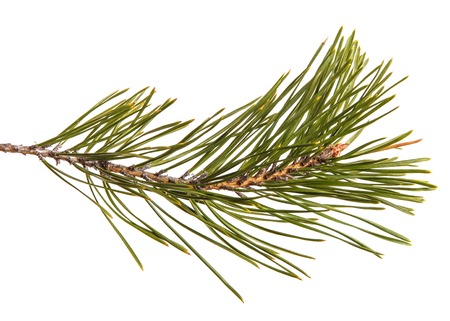 A branch of a pine tree. Isolated on white