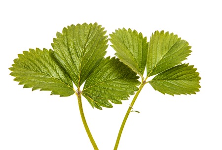 Green strawberry leaves isolated on white