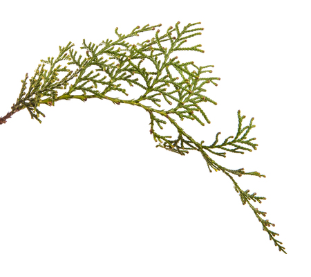 part of a juniper bush. Isolated on whiteの写真素材