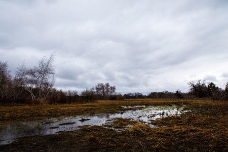 birch groves and marshes. landscapeの写真素材