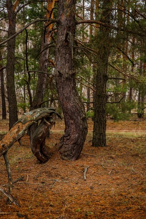 thick pine forest. landscapeの写真素材
