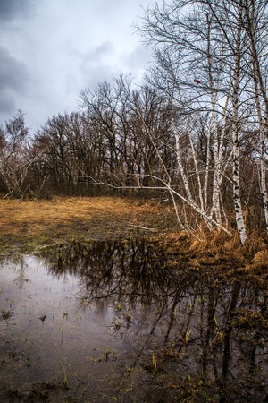 birch groves and marshes. landscapeの写真素材