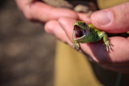 male sand lizard in the handsの写真素材