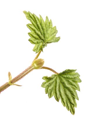 young green hop leaves. isolated on white backgroundの写真素材