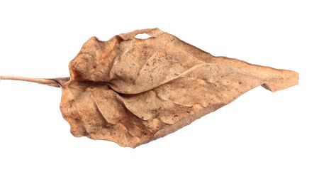 old dry swirling leaf of a plant. isolated on white backgroundの写真素材