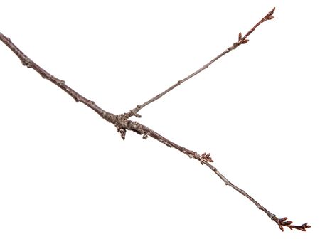 dry branch of an apricot tree. isolated on white backgroundの写真素材