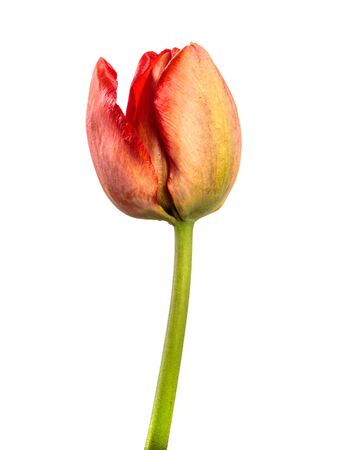 red tulip flower on a stalk close up. isolated on white backgroundの写真素材