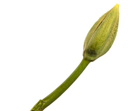 green unblown tulip bud isolated on white backgroundの写真素材