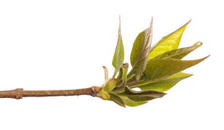 Lilac bush branch with green leaves. isolated on white backgroundの写真素材