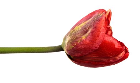 red tulip flower on a stalk close up. isolated on white background