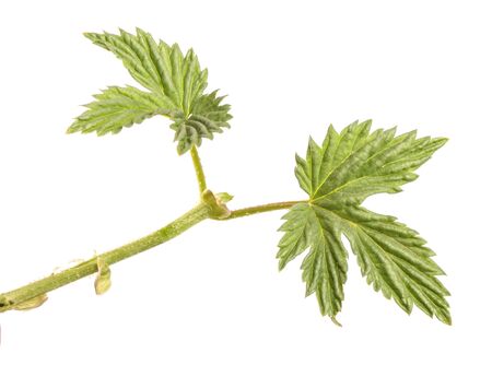 young green hop leaves. isolated on white backgroundの写真素材