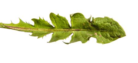 green leaves of an ordinary dandelion plant on a white backgroundの写真素材