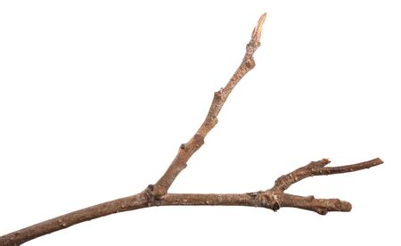 dry branch of an alder tree. isolated on white backgroundの写真素材