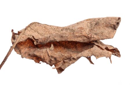 old dry swirling leaf of a plant. isolated on white backgroundの写真素材