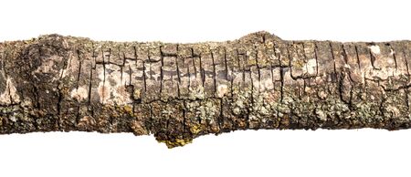 part of an old dry pear tree branch. isolated on white backgroundの写真素材