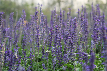 Shallow focus on a row of lavender isolated in a larger field.Photo taken on: Janyuary 29th, 2014 の写真素材
