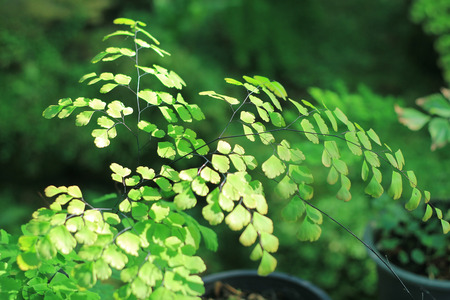 Black Maidenhair Fern (Adiantum Capillus-Veneris).の写真素材