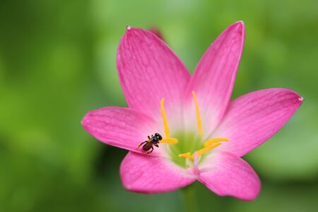 bug in the flowerの写真素材