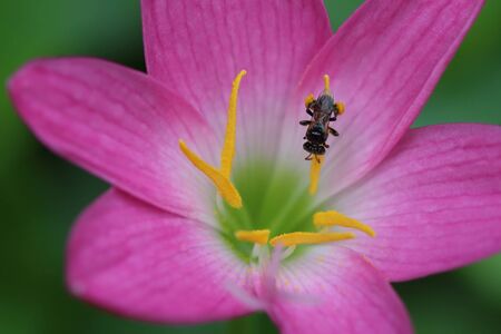 bug in the flowerの写真素材