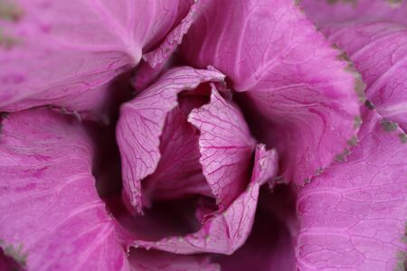 close up flowerの写真素材