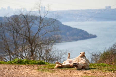 ISTANBUL, TURKEY - FEBRUARY 13, 2014: A sunbathing dog playing on the grass on a hillside over looking the Bosphorus Strait, Turkey.のeditorial素材