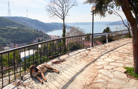 ISTANBUL, TURKEY - FEBRUARY 13, 2014: A dog resting at Yoros Castle, Bosphorus Anatolian Side, Anadolu Kavagi, Istanbul Turkey.のeditorial素材