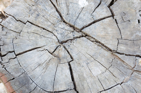 Old stump backgroundの写真素材