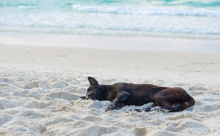 Black dog sleeping on sand the beachの写真素材
