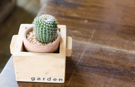 Cactus collection in small flower pots.の写真素材