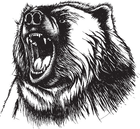 Illustration of growling Bear. Original pen and ink. Vector and high resolution jpeg files available.のイラスト素材