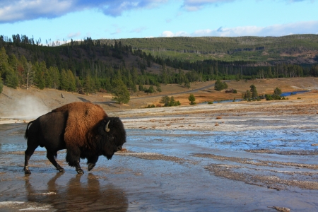Bison walking in national parks, Yellow Stone, United Statesの写真素材