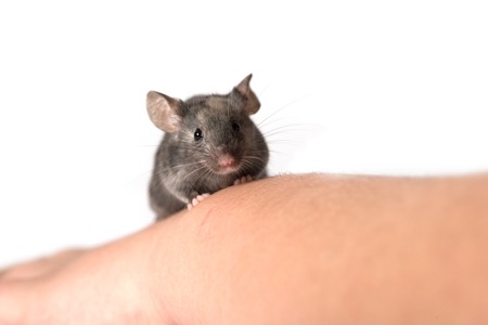 cute little mouse sitting on a hand - isolated on white