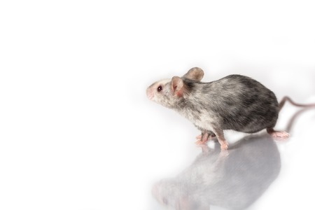 color mouse isolated on whiteの写真素材