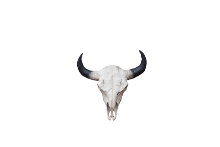 head skull isolated on white backgroundの写真素材