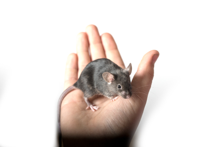 Cute Color Mouse on a Girls Hand  isolated on whiteの写真素材