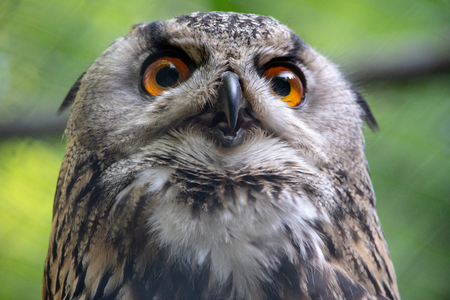 Closeup at a eagle owlの素材 [FY310101426878]