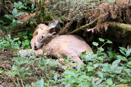 Dead red deer in the forestの写真素材