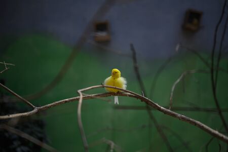 Cute yellow bird on a small branchの写真素材