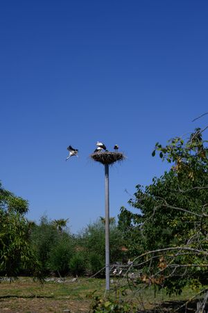 A big stork family against a bright blue sky in Germanyの写真素材