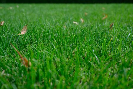 lush green lawn taken on a summer fieldの写真素材