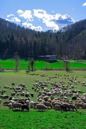 Sheep and donkey in a Swiss meadowの写真素材