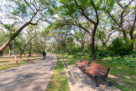 Park chairs and big treesの写真素材