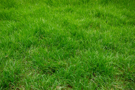 Texture of Green Grass Floor Background.の写真素材