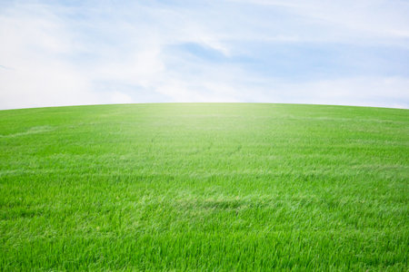 fresh green paddy rice with blue sky. organic plant growing by organic fertilizers. modern farmhouse conceptの写真素材