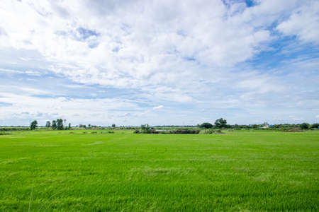 fresh green paddy rice with blue sky. organic plant growing by organic fertilizers. modern farmhouse...