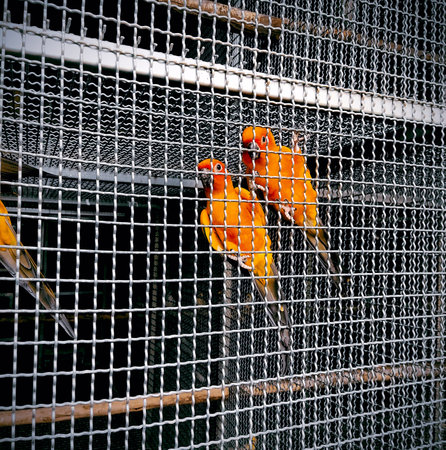 red head green parrot in cageの写真素材
