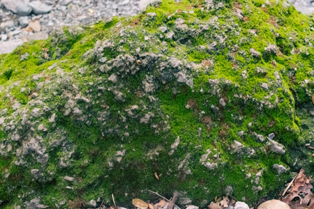 stones covered with green moss, trees covered with mossの写真素材