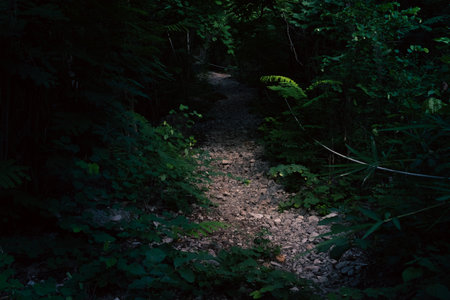 Nature walking path in tropical national park in rainforestの写真素材