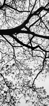 silhouette of tree in black and white color tone for backgroundの写真素材