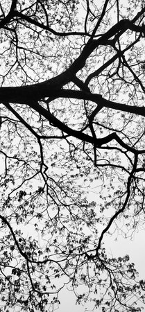 Tree branches branched and grew out backgroundsの写真素材
